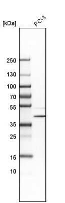 Western Blot: CCDC51 Antibody [NBP1-82303] - Analysis in human cell line PC-3.