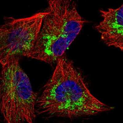 Immunocytochemistry/ Immunofluorescence CCDC56 Antibody - BSA Free
