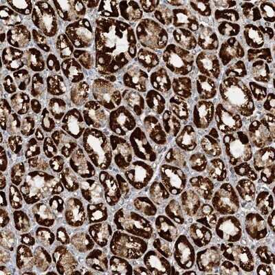 Immunohistochemistry-Paraffin: CCDC56 Antibody [NBP1-81684] - Staining of human stomach shows strong cytoplasmic positivity in glandular cells.