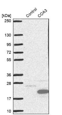 Western Blot CCDC56 Antibody - BSA Free