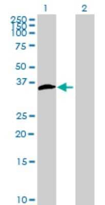 Western Blot: CCDC59 Antibody [H00029080-B01] - Analysis of CCDC59 expression in transfected 293T cell line. Lane 1: CCDC59 transfected lysate (26.51 KDa). Lane 2: Non-transfected lysate.