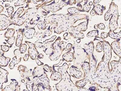 Immunohistochemistry-Paraffin: CCDC6 Antibody [NBP2-98985] - Immunochemical staining of human CCDC6 in human placenta with rabbit polyclonal antibody (1:500, formalin-fixed paraffin embedded sections).