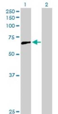 Western Blot: CCDC6 Antibody [H00008030-D01P] - Analysis of CCDC6 expression in transfected 293T cell line by CCDC6 polyclonal antibody.Lane 1: CCDC6 transfected lysate(53.30 KDa).Lane 2: Non-transfected lysate.