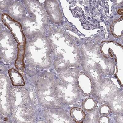 Immunohistochemistry-Paraffin: CCDC64 Antibody [NBP2-56736] - Staining of human kidney shows high expression.