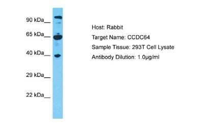 Western Blot CCDC64 Antibody - BSA Free
