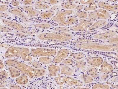 Immunohistochemistry-Paraffin: CCDC67 Antibody [NBP2-98665] - Immunochemical staining of human CCDC67 in human kidney with rabbit polyclonal antibody at 1:100 dilution, formalin-fixed paraffin embedded sections.