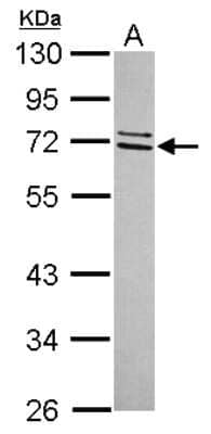 Western Blot CCDC67 Antibody - BSA Free