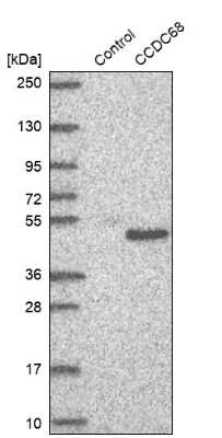 Western Blot: CCDC68 Antibody [NBP2-47520] - Analysis in control (vector only transfected HEK293T lysate) and CCDC68 over-expression lysate (Co-expressed with a C-terminal myc-DDK tag (3.1 kDa) in mammalian HEK293T cells).