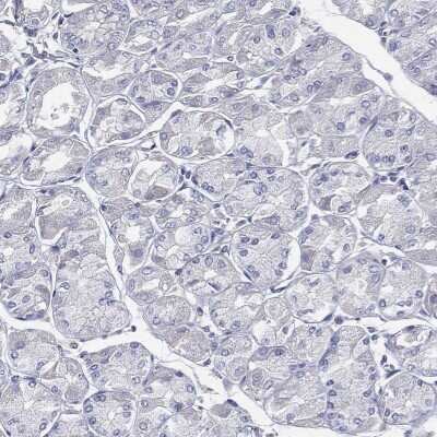 Immunohistochemistry-Paraffin: CCDC70 Antibody [NBP3-17100] - Staining of human stomach shows low expression as expected.