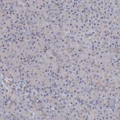 Immunohistochemistry-Paraffin: CCDC75 Antibody [NBP1-93801] - Staining of human pancreas shows low expression as expected.