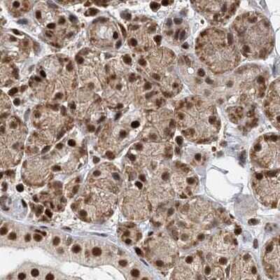 Immunohistochemistry-Paraffin: CCDC75 Antibody [NBP2-34044] - Staining of salivary gland.