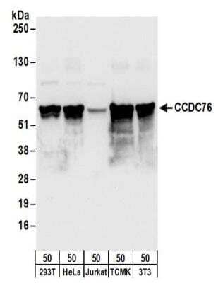 Western Blot: CCDC76 Antibody [NBP2-32177] - Samples:  Whole cell lysate (50 ug) from 293T, HeLa, Jurkat, mouse TCMK-1, and mouse NIH3T3 cells.  Antibodies:  Affinity purified rabbit anti-CCDC76 antibody NBP2-32177 used for WB at 0.1 ug/ml.  Detection: Chemiluminescence with an exposure time of 3 seconds.