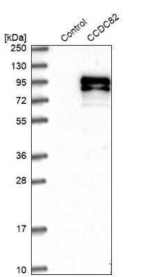 Western Blot: CCDC82 Antibody [NBP1-83583] - Analysis in control (vector only transfected HEK293T lysate) and CCDC82 over-expression lysate (Co-expressed with a C-terminal myc-DDK tag (3.1 kDa) in mammalian HEK293T cells).