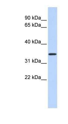 Western Blot CCDC90A Antibody - BSA Free