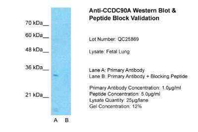 Western Blot CCDC90A Antibody - BSA Free