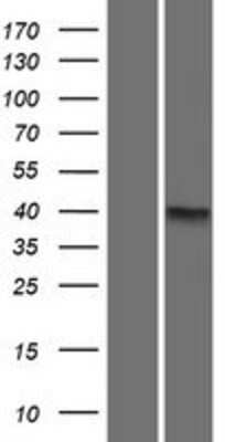 Western Blot CCDC90A Overexpression Lysate