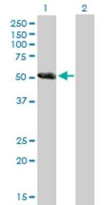 Western Blot: CCDC91 Antibody [H00055297-B01P] - Analysis of DKFZP779L1558 expression in transfected 293T cell line by DKFZP779L1558 polyclonal antibody.  Lane 1: DKFZP779L1558 transfected lysate(45.21 KDa). Lane 2: Non-transfected lysate.