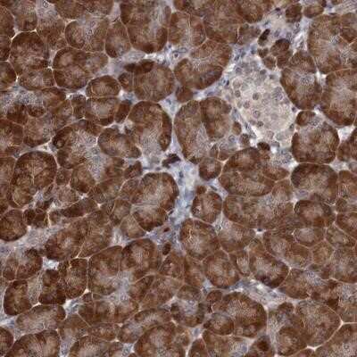 Immunohistochemistry-Paraffin: CCDC92 Antibody [NBP1-82119] - Staining of human pancreas shows strong cytoplasmic positivity in exocrine glandular cells.