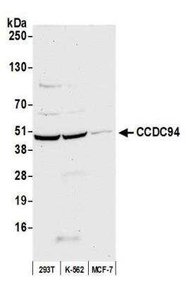 Western Blot: CCDC94 Antibody [NBP2-78706] - Detection of human CCDC94 by western blot. Samples: Whole cell lysate (50 ug) from HEK293T, K-562, and MCF-7 cells prepared using NETN lysis buffer. This antibody was used for WB at 1:1000. Detection: Chemiluminescence with an exposure time of 3 minutes.