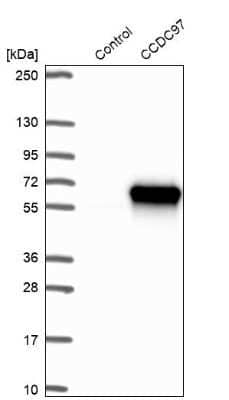 <b>Orthogonal Strategies Validation. </b>Western Blot: CCDC97 Antibody [NBP1-91768] - Analysis in control (vector only transfected HEK293T lysate) and CCDC97 over-expression lysate (Co-expressed with a C-terminal myc-DDK tag (3.1 kDa) in mammalian HEK293T cells).