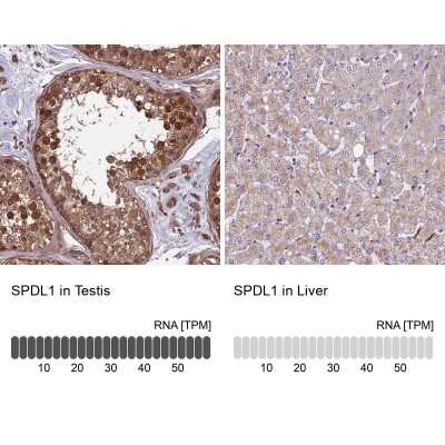 Immunohistochemistry-Paraffin: CCDC99 Antibody [NBP2-47517] - Staining in human testis and liver tissues using anti-SPDL1 antibody. Corresponding SPDL1 RNA-seq data are presented for the same tissues.