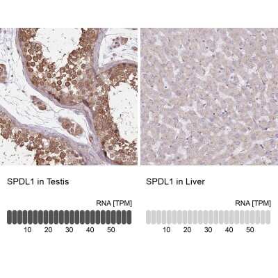 <b>Orthogonal Strategies Validation. </b>Immunohistochemistry-Paraffin: CCDC99 Antibody [NBP2-47518] - Staining in human testis and liver tissues using anti-SPDL1 antibody. Corresponding SPDL1 RNA-seq data are presented for the same tissues.