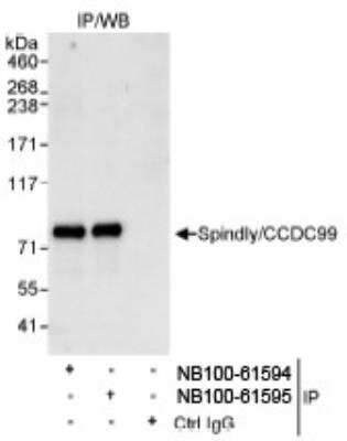 Western Blot: CCDC99 Antibody [NB100-61595] - Detection of Human Spindly/CCDC99 by Western Blot of  Immunoprecipitates. Samples: Whole cell lysate (1 mg for IP,  20% of IP loaded) from HeLa cells. Antibodies: Affinity purified  rabbit anti-Spindly/CCDC99 antibody NB100-61595 used for IP at  3 mcg/mg lysate. Spindly/CCDC99 was also immunoprecipitated  by rabbit anti-Spindly/CCDC99 antibody NB100-61594, which  recognizes an upstream epitope. Detection: Chemiluminescence with  an exposure time of 10 seconds.