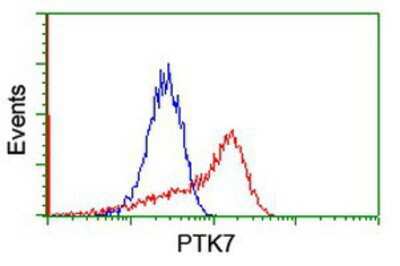 Flow Cytometry: PTK7/CCK4 Antibody (OTI2E7) [NBP2-01486] -  HEK293T cells transfected with either overexpression plasmid (Red) or empty vector control plasmid (Blue) were immunostained by anti-CCK4 antibody, and then analyzed by flow cytometry.