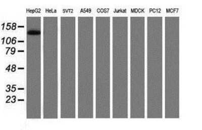 Western Blot: PTK7/CCK4 Antibody (OTI2E7) [NBP2-01486] - Analysis of extracts (35ug) from 9 different cell lines by using anti-CCK4 monoclonal antibody (HepG2: human; HeLa: human; SVT2: mouse; A549: human; COS7: monkey; Jurkat: human; MDCK: canine; PC12: rat; MCF7: human).