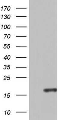 Western Blot: CCL11/Eotaxin Antibody (OTI2H9) - Azide and BSA Free [NBP2-71277] - Analysis of HEK293T cells were transfected with the pCMV6-ENTRY control (Left lane) or pCMV6-ENTRY CCL11.