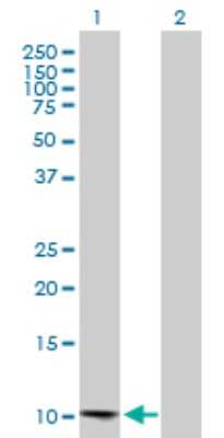 Western Blot: CCL13/MCP-4 Antibody [H00006357-B01P] - Analysis of CCL13 expression in transfected 293T cell line by CCL13 polyclonal antibody.  Lane 1: CCL13 transfected lysate(10.78 KDa). Lane 2: Non-transfected lysate.