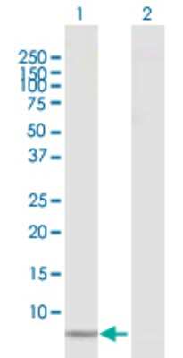 Western Blot: CCL18/PARC Antibody [H00006362-D01P] - Analysis of CCL18 expression in transfected 293T cell line by CCL18 polyclonal antibody.Lane 1: CCL18 transfected lysate(9.80 KDa).Lane 2: Non-transfected lysate.