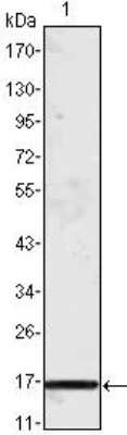 Western Blot: CCL2/MCP1 Antibody (1A7B8) [NB100-2188] - Analysis using MCP1 mouse mAb against truncated MCP-1 recombinant protein.