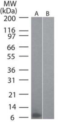 Western Blot: CCL20/MIP-3 alpha Antibody (4N8C7) - Azide and BSA Free [NBP2-80620] - Analysis of 1) mouse recombinant CCL20 and 2) human recombinant CCL20 using antibody at 0.1 ug/ml. Image from the standard format of this antibody.