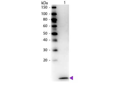 Western Blot: CCL20/MIP-3 alpha Antibody [NBP1-42763] - Analysis using the Biotin conjugate of NBP1-42763. Detection of Lane 1: Human MIP-3a. Detection of Lane 2: None. Load: 50 ng per lane. Used at a dilution of 1:1000 for 60 min at RT.
