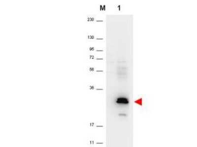 Western Blot: CCL20/MIP-3 alpha Antibody [NBP1-42763] - Analysis of a band 26 kDa in size corresponding to recombinant human MIP-3a (lane 1). The identity of the lower molecular weight band is unknown. Molecular weight markers are also shown (M). After transfer, the membrane was blocked overnight with 3% BSA in TBS followed by reaction with primary antibody at a 1:1,000 dilution. Detection occurred using peroxidase conjugated anti-Rabbit IgG secondary antibody diluted 1:40,000 in blocking buffer for 30 min at RT followed by reaction with FemtoMax chemiluminescent substrate.