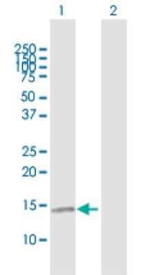Western Blot: CCL21/6Ckine Antibody [H00006366-B01P] - Analysis of CCL21 expression in transfected 293T cell line by CCL21 polyclonal antibody.  Lane 1: CCL21 transfected lysate(14.74 KDa). Lane 2: Non-transfected lysate.