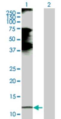 Western Blot: CCL21/6Ckine Antibody [H00006366-D01P] - Analysis of CCL21 expression in transfected 293T cell line by CCL21 polyclonal antibody.Lane 1: CCL21 transfected lysate(14.60 KDa).Lane 2: Non-transfected lysate.