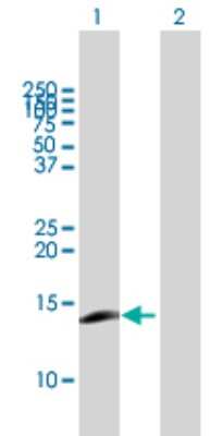 Western Blot: CCL23/Ck beta 8-1/MIP3 Antibody [H00006368-B01P] - Analysis of CCL23 expression in transfected 293T cell line by CCL23 polyclonal antibody.  Lane 1: CCL23 transfected lysate(15.07 KDa). Lane 2: Non-transfected lysate.