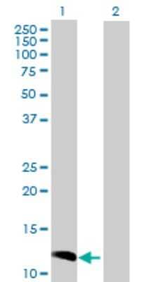 Western Blot: CCL23/Ck beta 8-1/MIP3 Antibody [H00006368-D01P] - Analysis of CCL23 expression in transfected 293T cell line by CCL23 polyclonal antibody.Lane 1: CCL23 transfected lysate(15.30 KDa).Lane 2: Non-transfected lysate.