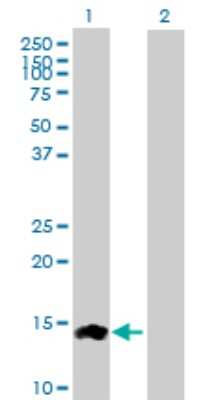 Western Blot: CCL24/Eotaxin-2/MPIF-2 Antibody [H00006369-D01P] - Analysis of CCL24 expression in transfected 293T cell line by CCL24 polyclonal antibody.Lane 1: CCL24 transfected lysate(13.10 KDa).Lane 2: Non-transfected lysate.