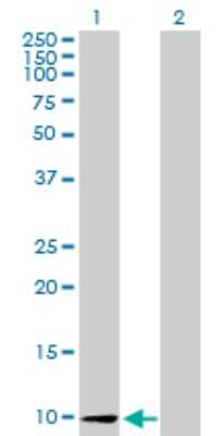 Western Blot: CCL26/Eotaxin-3 Antibody [H00010344-B01P] - Analysis of CCL26 expression in transfected 293T cell line by CCL26 polyclonal antibody.  Lane 1: CCL26 transfected lysate(10.34 KDa). Lane 2: Non-transfected lysate.