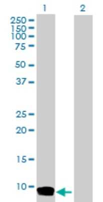 Western Blot: CCL26/Eotaxin-3 Antibody [H00010344-D01P] - Analysis of CCL26 expression in transfected 293T cell line by CCL26 polyclonal antibody.Lane 1: CCL26 transfected lysate(10.60 KDa).Lane 2: Non-transfected lysate.