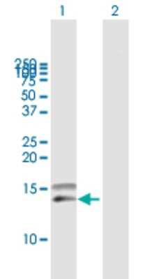 Western Blot: CCL28 Antibody [H00056477-B01P] - Analysis of CCL28 expression in transfected 293T cell line by CCL28 polyclonal antibody.  Lane1:CCL28 transfected lysate(13.97 KDa). Lane2:Non-transfected lysate.