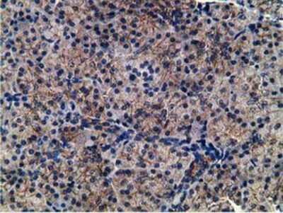 Immunohistochemistry-Paraffin: CCNB1IP1 Antibody (4H3) [NBP2-00600] - Staining of paraffin-embedded Human pancreas tissue using anti-CCNB1IP1 mouse monoclonal antibody.