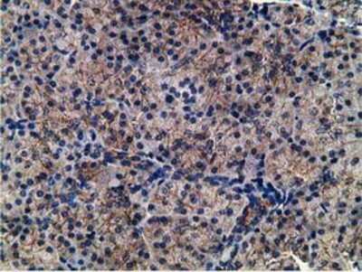 Immunohistochemistry-Paraffin: CCNB1IP1 Antibody (4H3) [NBP2-00600] - Staining of paraffin-embedded Human pancreas tissue using anti-CCNB1IP1 mouse monoclonal antibody.