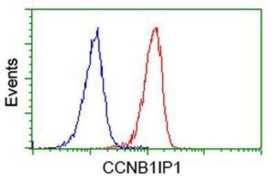 Flow Cytometry: CCNB1IP1 Antibody (OTI4H3) - Azide and BSA Free [NBP2-72106] - Analysis of Jurkat cells, using anti-CCNB1IP1 antibody, (Red), compared to a nonspecific negative control antibody (Blue).