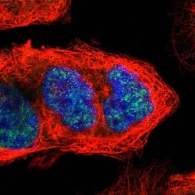 Immunocytochemistry/ Immunofluorescence CCNB3 Antibody