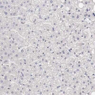 Immunohistochemistry-Paraffin: CCNB3 Antibody [NBP1-89475] - Staining of human liver shows no positivity in hepatocytes as expected.