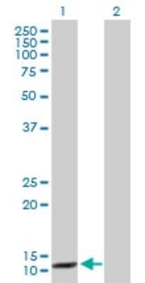 Western Blot: CCNB3 Antibody [H00085417-D01P] - Analysis of CCNB3 expression in transfected 293T cell line by CCNB3 polyclonal antibody.Lane 1: CCNB3 transfected lysate(12.20 KDa).Lane 2: Non-transfected lysate.